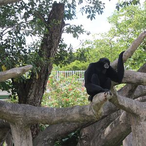 Resting Siamang
