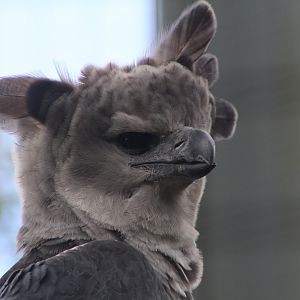 Harpy Eagle Close up - Amazon and Beyond