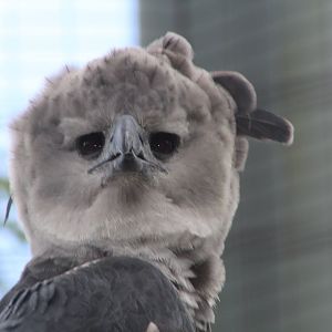 Harpy Eagle Close up - Amazon and Beyond