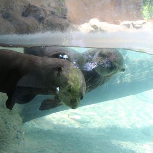 Playful Giant River Otters - Amazon and Beyond