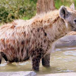 Spotted hyaena; Colchester; 17th August 2018