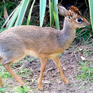 Young Kirk's dik-dik; Colchester; 17th August 2018