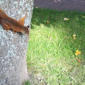 Western Russian Squirrel (Sciurus vulgaris fedjushini or formosovi)