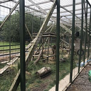 Serval enclosure 210718