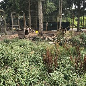 Red fox enclosure 210718