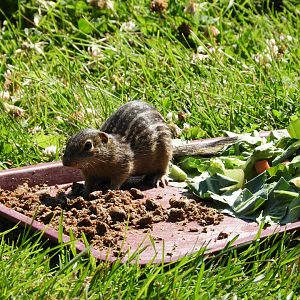 Thirteen-Lined Ground Squirrel (Ictidomys tridecemlineatus)