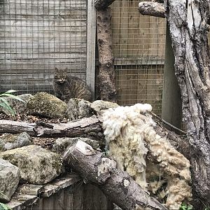 European wildcat 210718