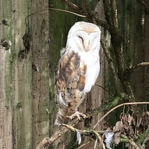 Barn owl 210718