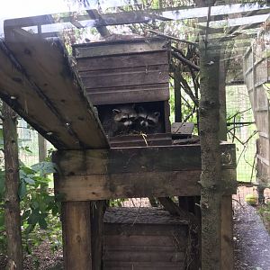 Northern raccoons 210718