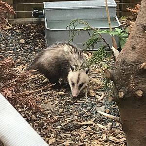 Virginia opossum 210718