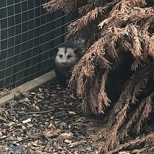 Virginia opossum 210718