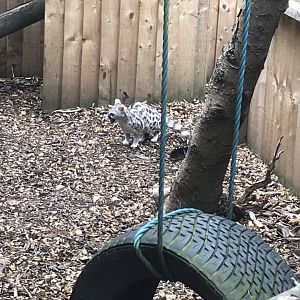 European genet 210718