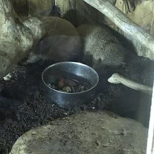 Tailless tenrecs 210718