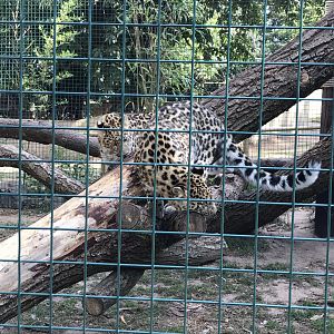 Amur leopards 070818