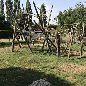 Sulawesi crested macaque enclosure 070818