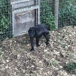 Sulawesi crested macaque 070818