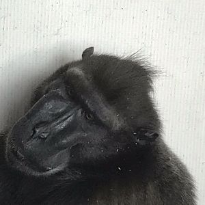 Sulawesi crested macaque 070818