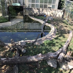 Asian small-clawed otter enclosure 070818