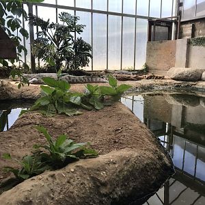 Mugger crocodile exhibit 070818