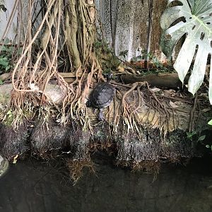 European pond turtle 070818