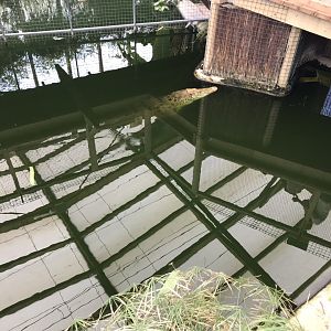 Saltwater crocodile 070818