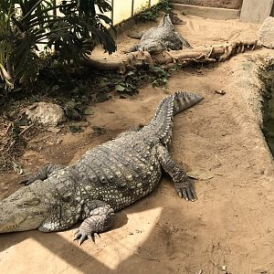 Mugger crocodiles 070818