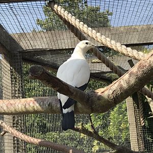 Pied imperial-pigeon 070818