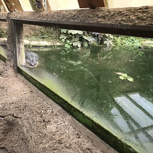 American alligator 070818