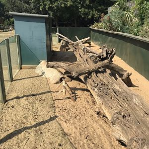 Meerkat exhibit 070818