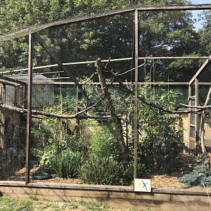 Azure-winged magpie aviary 070818
