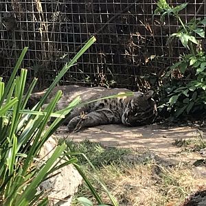 Temmnck’s golden cat 070818
