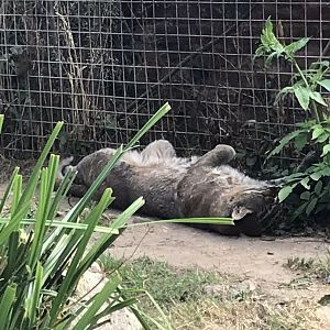 Temminck’s golden cat 070818