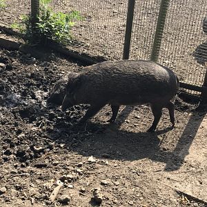 Negros warty pig 070818