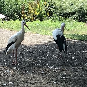 Eurasian white storks 070818
