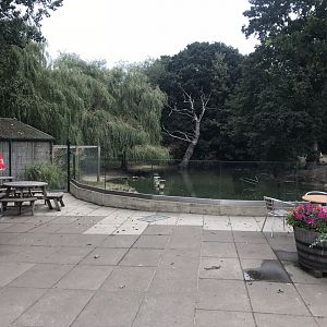 Flamingo and waterfowl enclosure 080818