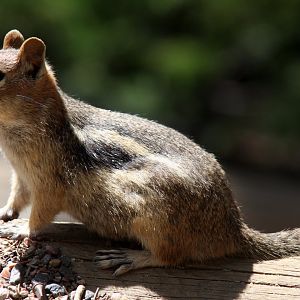 golden-mantled ground squirrel (Callospermophilus lateralis) @ Rocky Mountain NP 2011