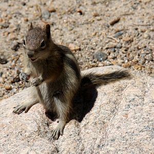 golden-mantled ground squirrel (Callospermophilus lateralis) @ Rocky Mountain NP 2011