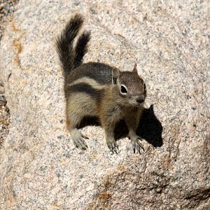 golden-mantled ground squirrel (Callospermophilus lateralis) @ Rocky Mountain NP 2011