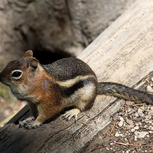 golden-mantled ground squirrel (Callospermophilus lateralis) @ Rocky Mountain NP 2011