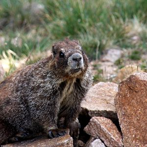 yellow-bellied marmot (Marmota flaviventris) @ Rocky Mountain NP 2011