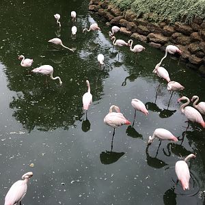 Greater flamingos 080818