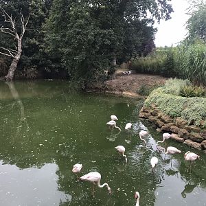 Flamingo and waterfowl enclosure 080818