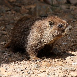 yellow-bellied marmot (Marmota flaviventris) @ Rocky Mountain NP 2011