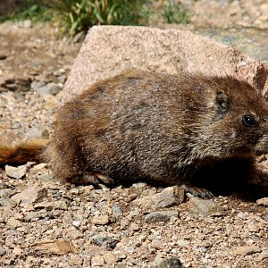 yellow-bellied marmot (Marmota flaviventris) @ Rocky Mountain NP 2011