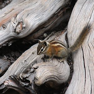 least chipmunk (Tamias minimus) @ Rocky Mountain NP 2011