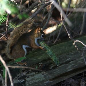American red squirrel (Tamiasciurus hudsonicus) in Maine 2009