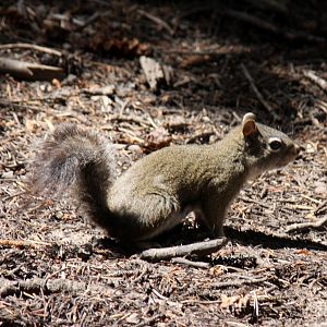 American red squirrel (Tamiasciurus hudsonicus) @ Rocky Mountain NP 2011