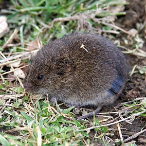meadow vole (Microtus pennsylvanicus) in New Jersey 2008