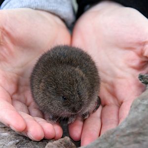 meadow vole (Microtus pennsylvanicus) in New Jersey 2008