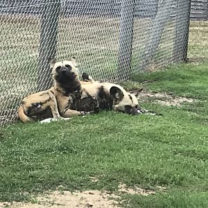 African hunting dogs 080818